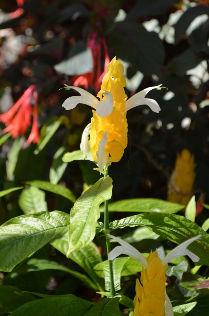 Golden Shrimp Plant - Pachystachys lutea from Wilson Farms Inc