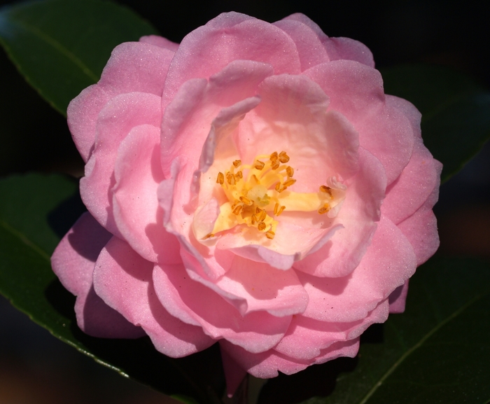 Camellia Pink - Camellia from Wilson Farms Inc
