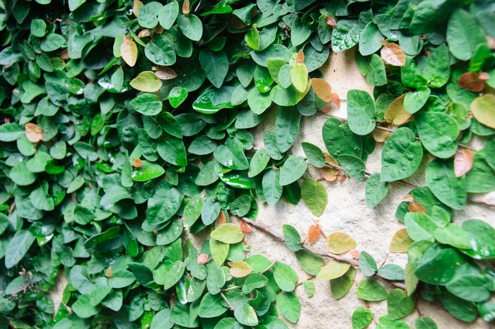 Climbing Fig - Ficus pumila from Wilson Farms Inc