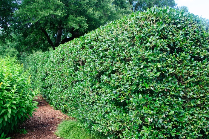 Needle Point Holly - Ilex Cornuta from Wilson Farms Inc