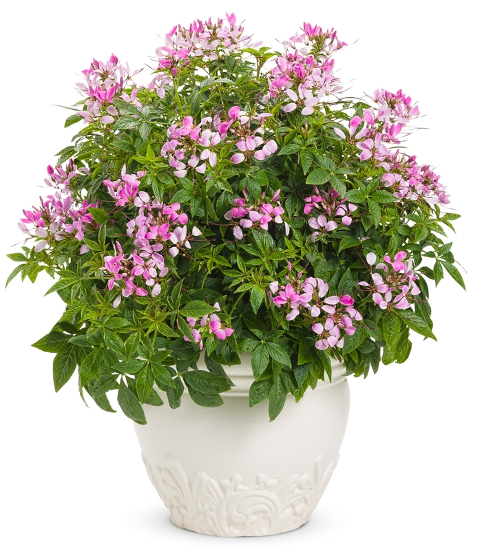'Pequena Rosalita&reg;' Spider Flower - Cleome from Wilson Farms Inc
