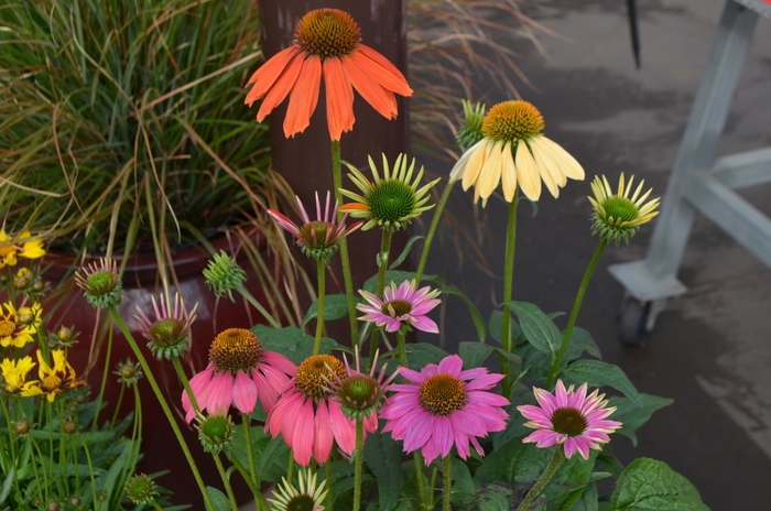 'Multiple Varieties' Coneflower - Echinacea from Wilson Farms Inc