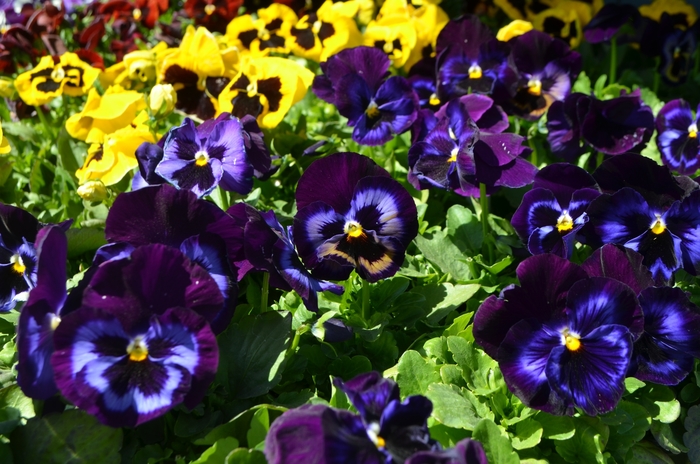 Denim Matrix Pansy - Viola x wittrockiana (Extra-Large-Flowered Pansy) from Wilson Farms Inc