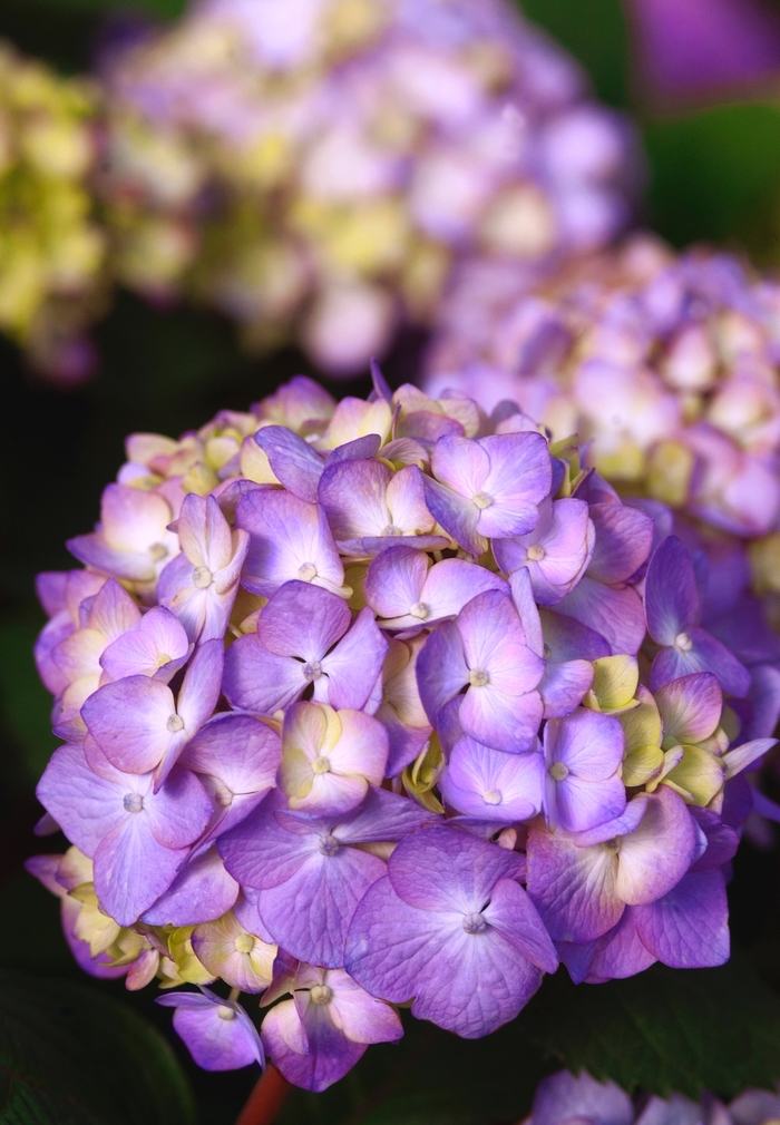 BloomStruck&reg; - Hydrangea macrophylla from Wilson Farms Inc