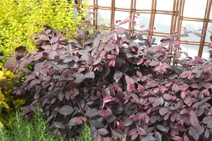 Loropetalum - Loropetalum chinense 'Purple Diamond' from Wilson Farms Inc