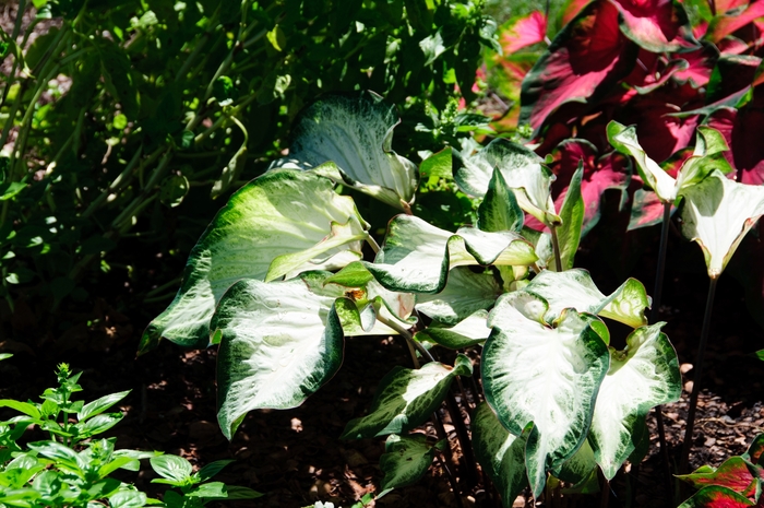 'White Majesty' Strap-leaf Caladium - Caladium bicolor from Wilson Farms Inc