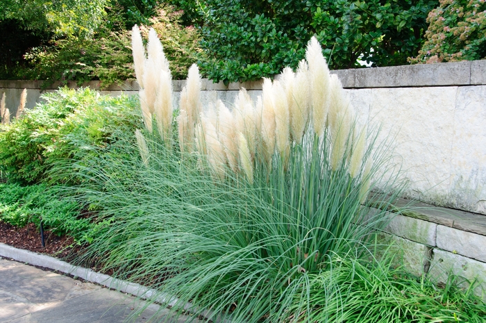 Pampas Grass - Cortaderia selloana from Wilson Farms Inc