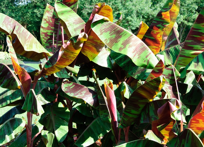 'Rojo' Banana - Musa from Wilson Farms Inc