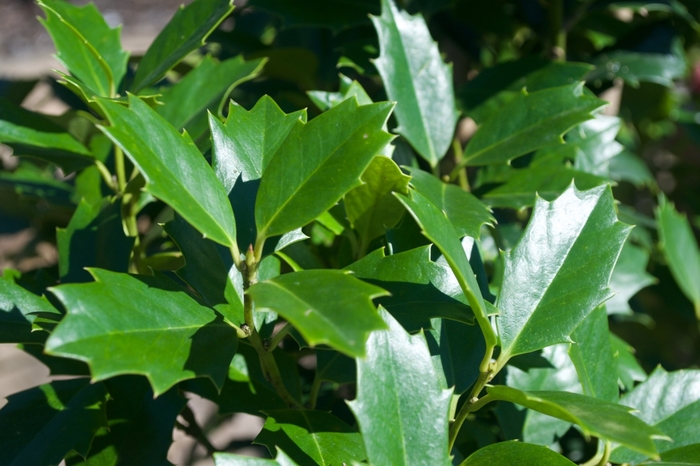 'Oak Leaf&trade;' Red Holly - Ilex from Wilson Farms Inc