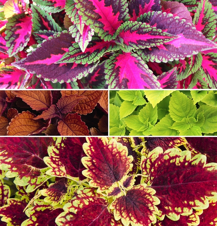 Main Street Coleus 'Multiple Varieties' - Coleus from Wilson Farms Inc