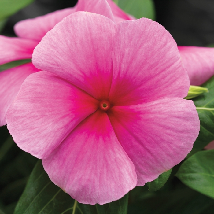 'Strawberry' Periwinkle - Catharanthus roseus (Annual Vinca; Periwinkle) from Wilson Farms Inc