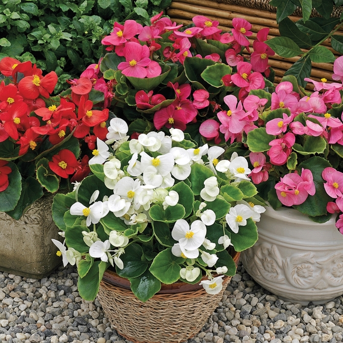 Bada Bing Begonia - Begonia semperflorens from Wilson Farms Inc