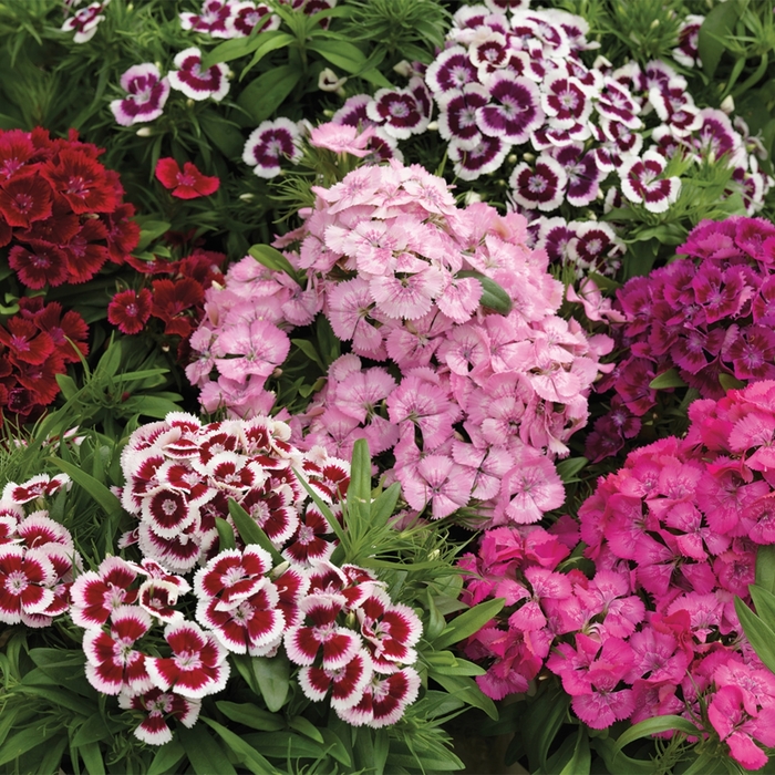 Pinocchio&trade; 'Mix' - Dianthus barbatus (Sweet William) from Wilson Farms Inc