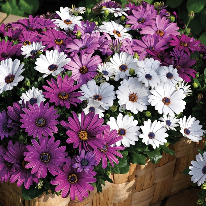 African Daisy Assorted - Osteospermum (African Daisy) from Wilson Farms Inc