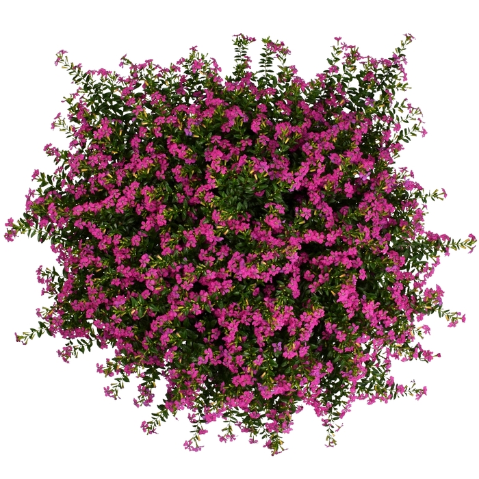 FloriGlory&reg; 'Diana' Mexican Heather - Cuphea from Wilson Farms Inc