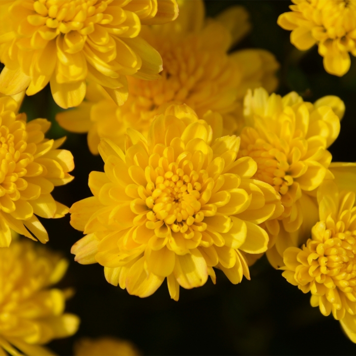 'Rhonda&trade; Yellow' Garden Mum - Chrysanthemum x morifolium from Wilson Farms Inc
