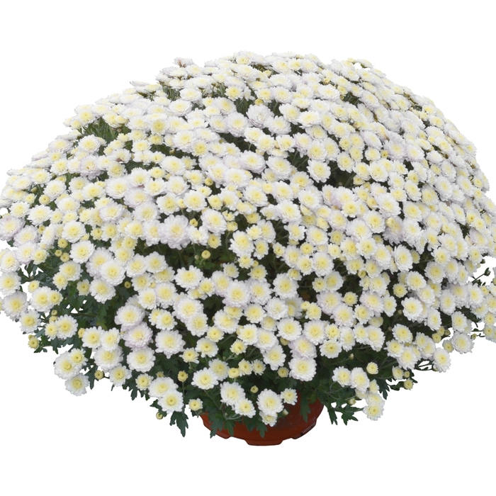 'Rhonda&trade; White' Garden Mum - Chrysanthemum x morifolium from Wilson Farms Inc