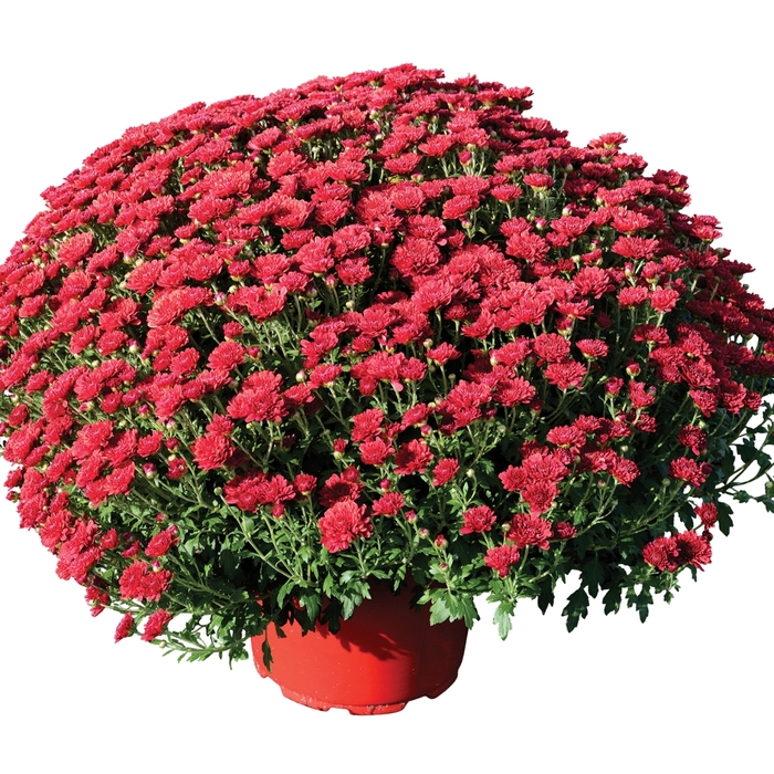 'Rhonda&trade; Red' Garden Mum - Chrysanthemum x morifolium from Wilson Farms Inc