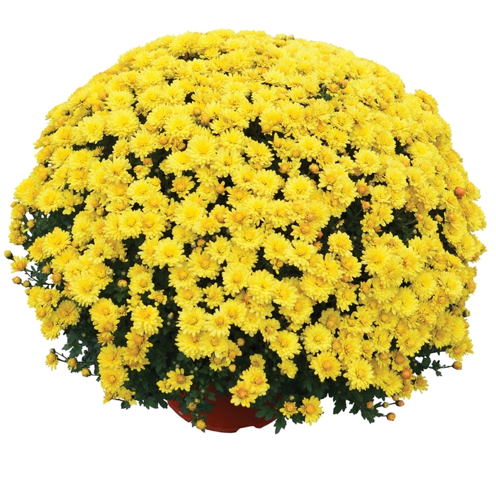 'Nikki&trade; Yellow' Garden Mum - Chrysanthemum x morifolium from Wilson Farms Inc