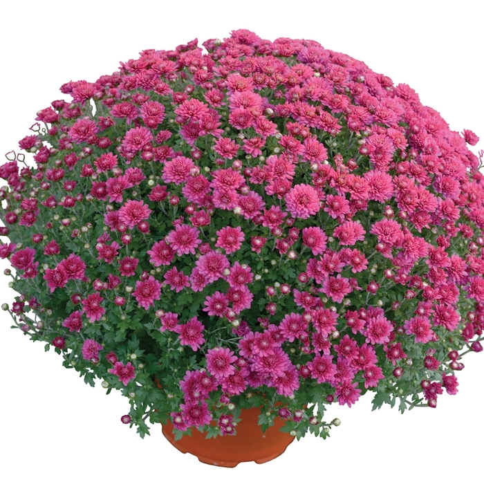 'Nikki&trade; Dark Pink' Garden Mum - Chrysanthemum x morifolium from Wilson Farms Inc