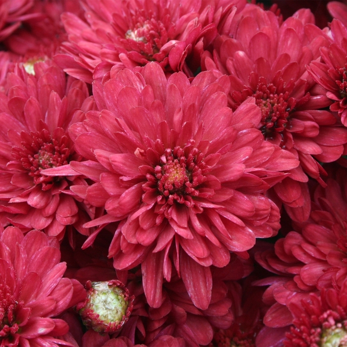 'Wanda&trade; Red' Garden Mum - Chrysanthemum x morifolium from Wilson Farms Inc