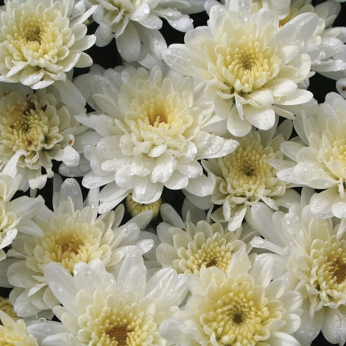 'Makenzie&trade; White' Garden Mum - Chrysanthemum x morifolium from Wilson Farms Inc