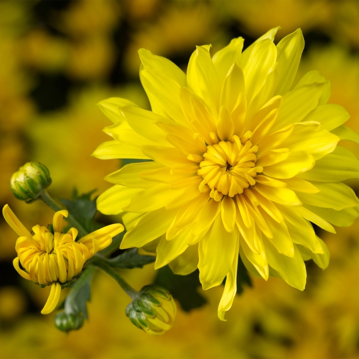 'Makayla&trade; Yellow' Garden Mum - Chrysanthemum x morifolium from Wilson Farms Inc