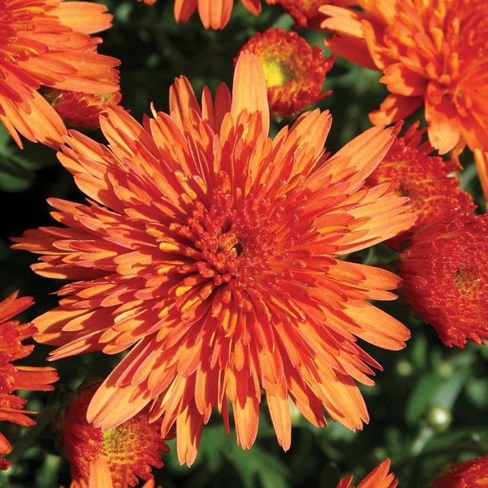 'Makenna&trade; Orange' Garden Mum - Chrysanthemum x morifolium from Wilson Farms Inc