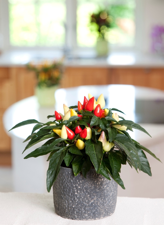 'Salsa Yellow-Red' - Capsicum annuum (Ornamental Pepper) from Wilson Farms Inc