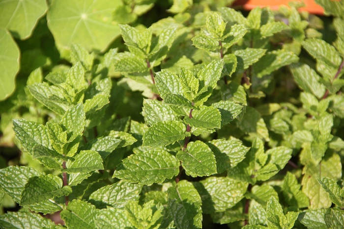 Spearmint - Mentha spicata from Wilson Farms Inc