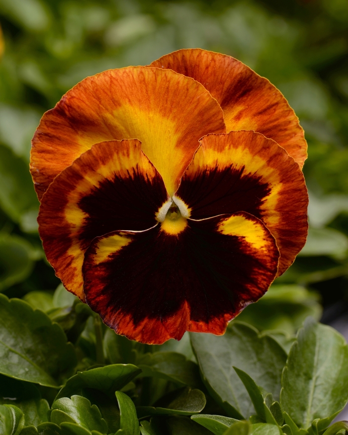 'Solar Flare' Matrix Pansy - Viola x wittrockiana (Pansy) from Wilson Farms Inc