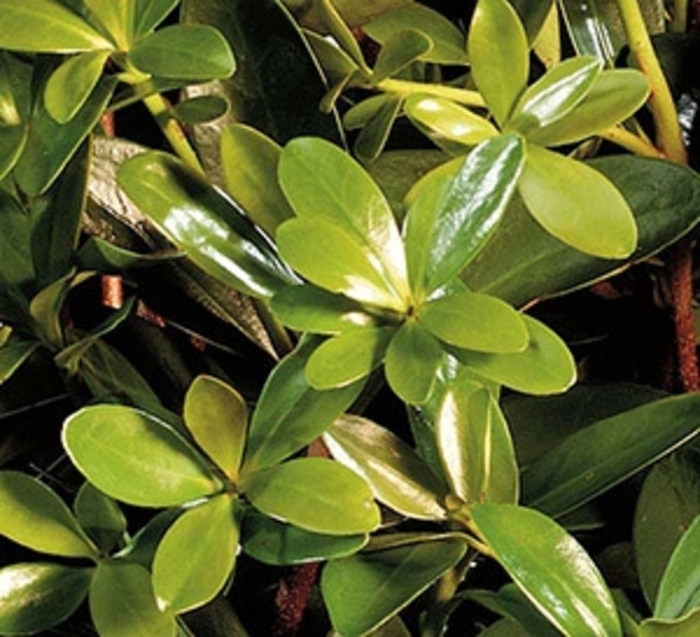 Bigfoot Cleyera - Ternstroemia gymnanthera 'Bigfoot' from Wilson Farms Inc