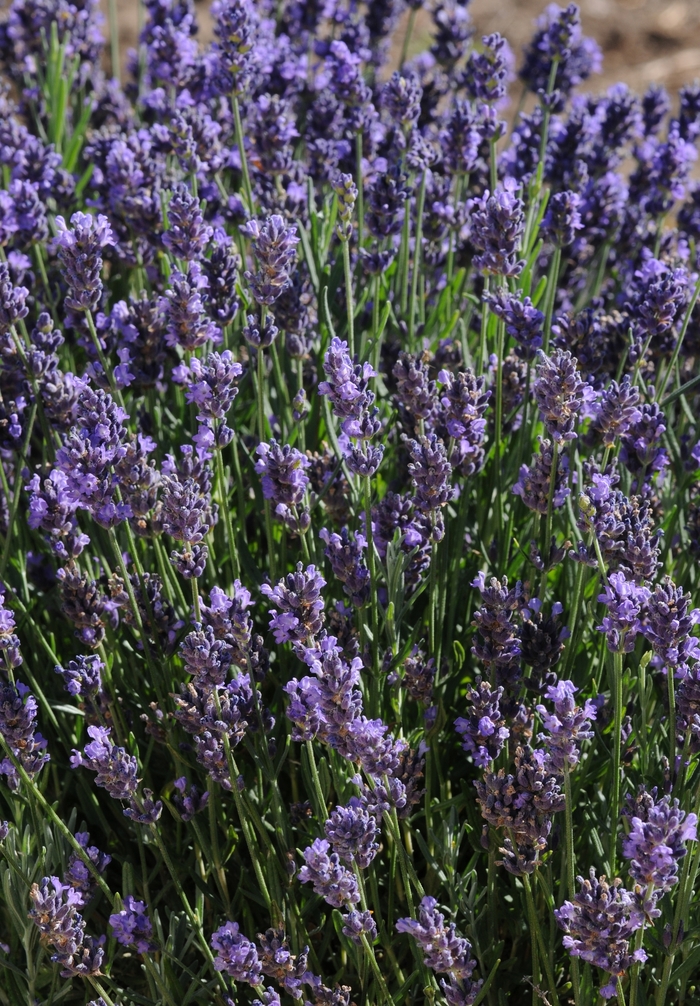 'SuperBlue' English Lavender - Lavandula angustifolia from Wilson Farms Inc