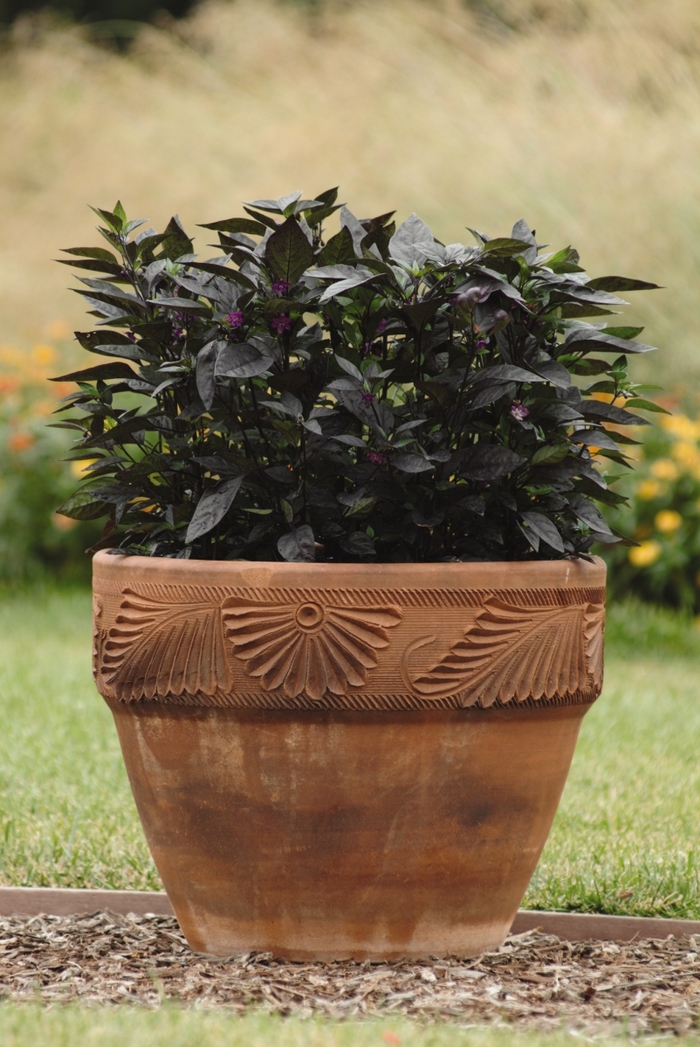 'Black Pearl' Pepper - Capsicum annuum from Wilson Farms Inc