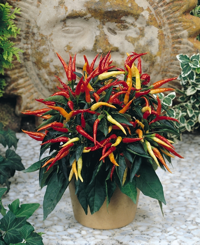 'Medusa' - Capsicum annuum (Ornamental Pepper) from Wilson Farms Inc