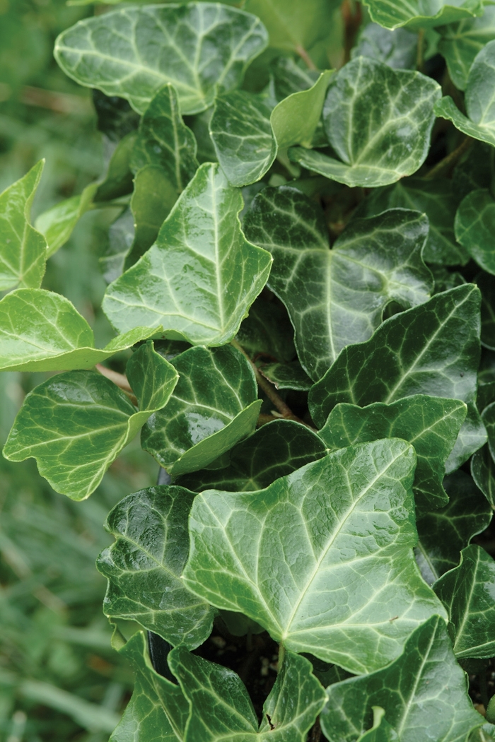 English Ivy - Hedera helix 'Thorndale' from Wilson Farms Inc