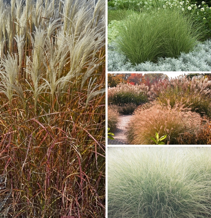 Maiden Grass - Miscanthus from Wilson Farms Inc