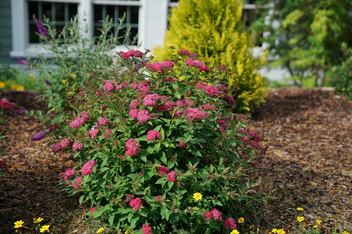 Double Play 'Doozie®' - Spiraea (Spirea) from Wilson Farms Inc