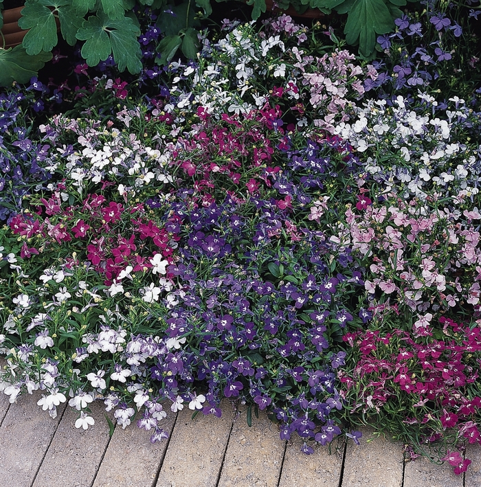Lobelia Riviera - Lobelia erinus from Wilson Farms Inc