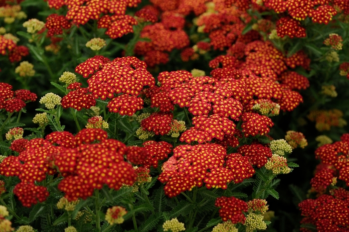 'Strawberry Seduction' - Achillea millefolium (Yarrow) from Wilson Farms Inc
