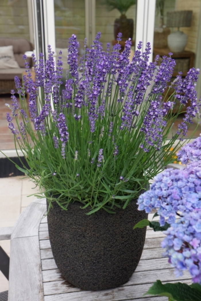 'Big Time Blue' English Lavender - Lavandula angustifolia from Wilson Farms Inc