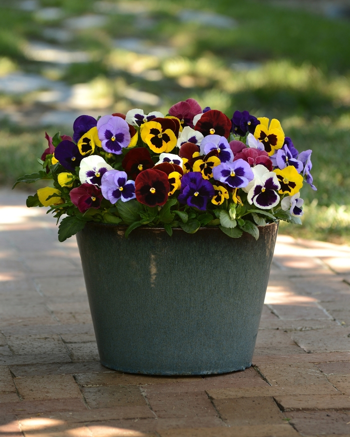 'Blotch Mix' Matrix Pansy - Viola x wittrockiana (Pansy) from Wilson Farms Inc