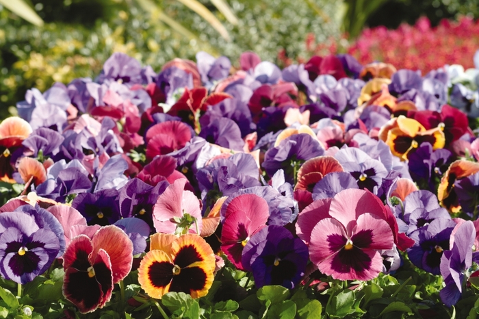 'Coastal Sunrise' Matrix Pansy - Viola x wittrockiana (Pansy) from Wilson Farms Inc