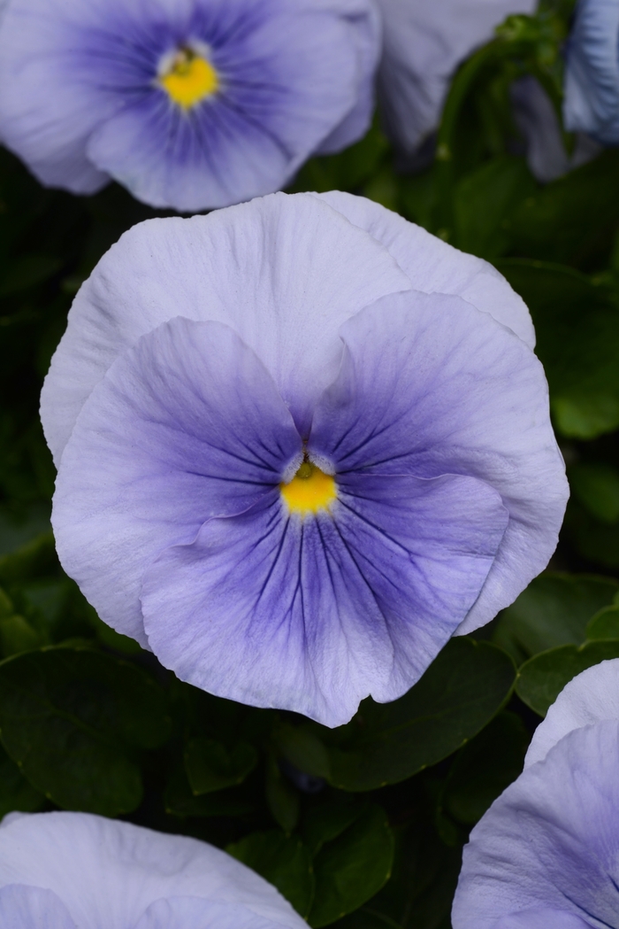 Light Blue Matrix Pansy - Viola x wittrockiana (Pansy) from Wilson Farms Inc