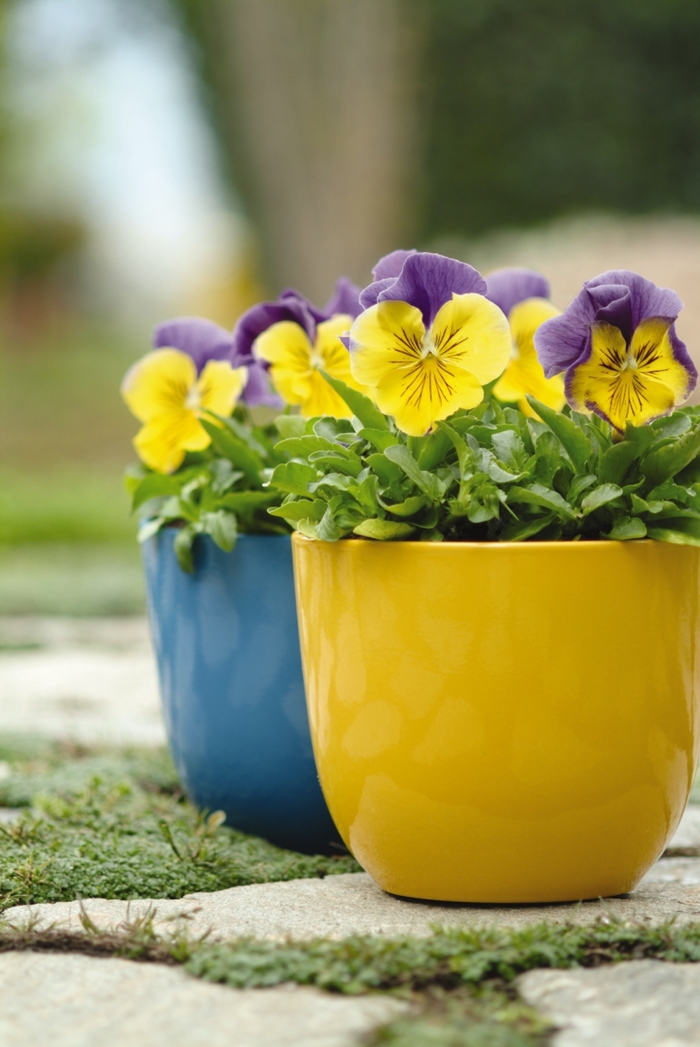 'Morpheus Mix' Matrix Pansy - Viola x wittrockiana (Pansy) from Wilson Farms Inc
