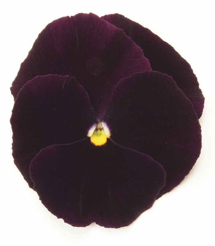 Purple Matrix Pansy - Viola x wittrockiana (Pansy) from Wilson Farms Inc
