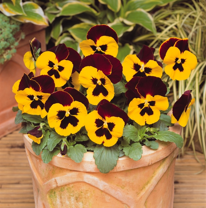 'Red Wing' Matrix Pansy - Viola x wittrockiana (Pansy) from Wilson Farms Inc