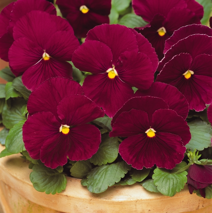 'Rose' Matrix Pansy - Viola x wittrockiana (Pansy) from Wilson Farms Inc