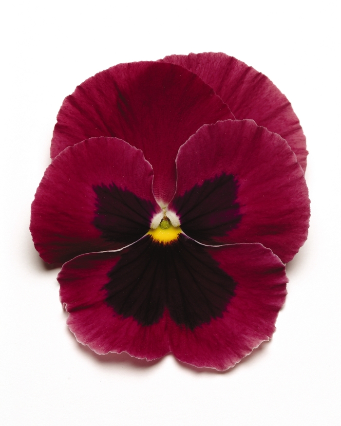 'Rose Blotch' Matrix Pansy - Viola x wittrockiana (Pansy) from Wilson Farms Inc