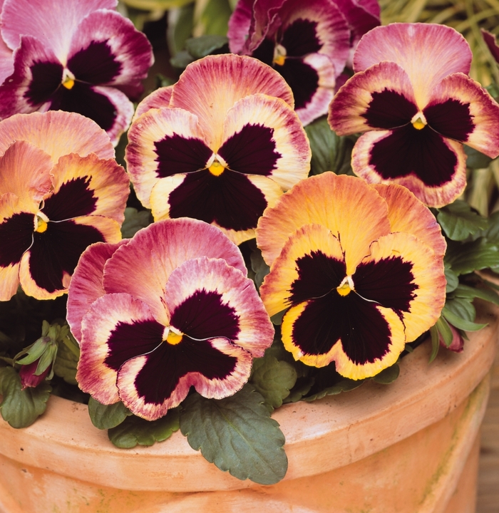 'Sunrise' Matrix Pansy - Viola x wittrockiana (Pansy) from Wilson Farms Inc
